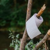 En toapappersrulle hänger på en gren. Foto: Shutterstock