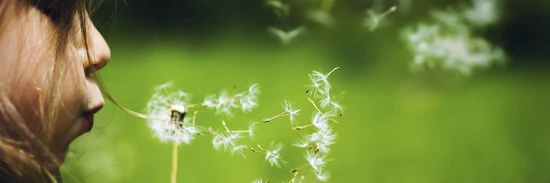 Flicka blåser på en maskros