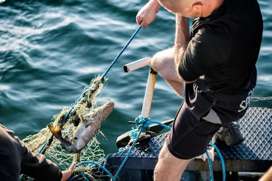 Spöknät med fisk i dras ombord på båt
