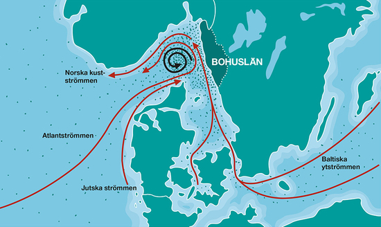 Grafik över havsströmmar utanför Bohuslän