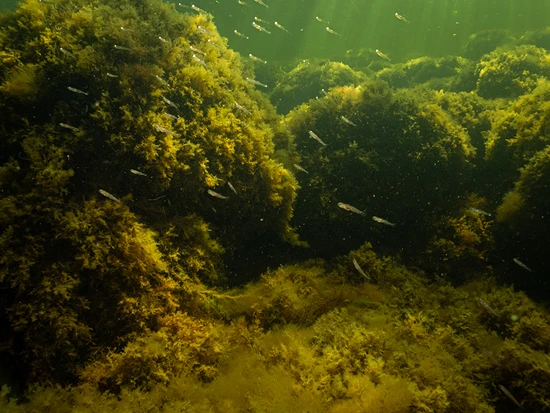 fiskar under vattnet