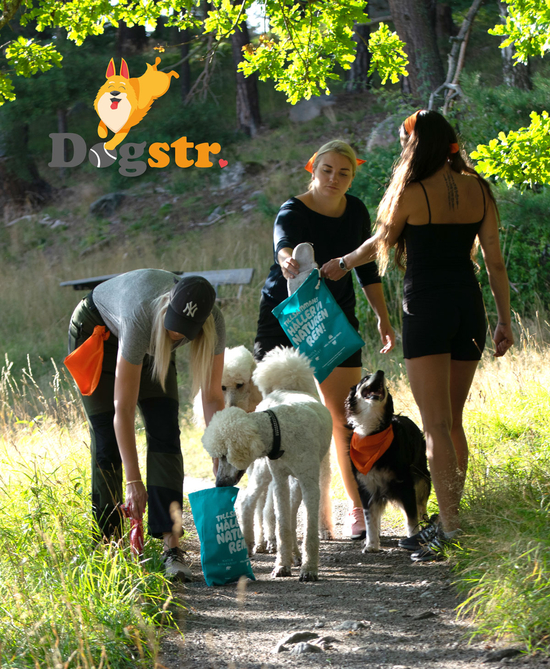 Dogstr plockar skräp. Foto: Dogstr