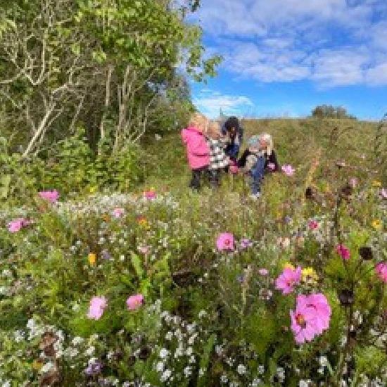 Klöverstugans förskola upptäcker på ängen