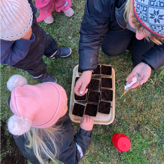 Förskolan Ugglan planterar frön