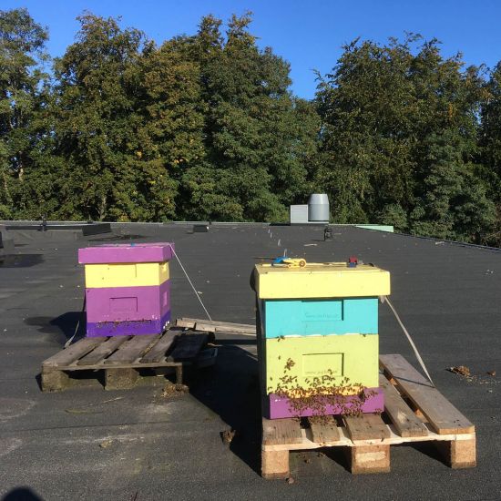 Apelgårdsskolans bikupor