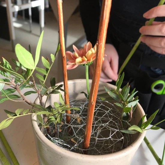 Almåsgymnasiet odlar