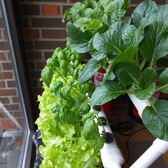 Kunskapsskolan Trelleborg Hydroponik