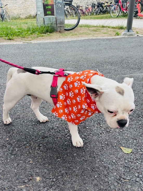 Deltagare hundpromenad