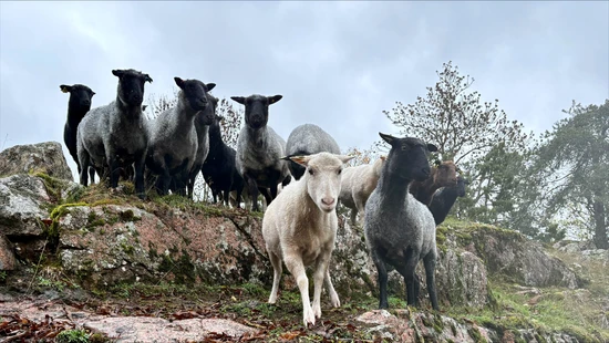 Får Fan-tass-tiska perspektiv