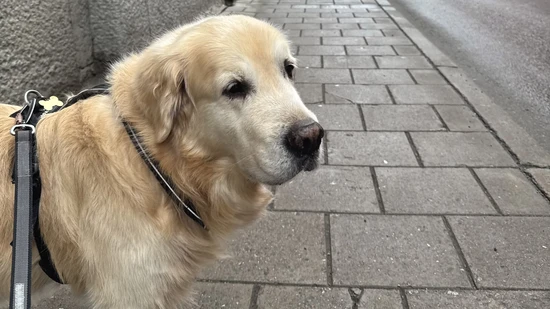 Golden retriver
